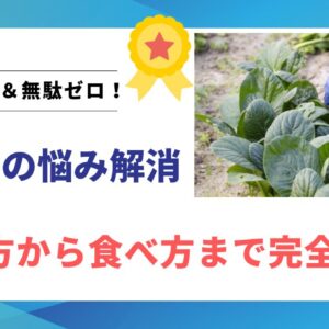 小松菜の育て方